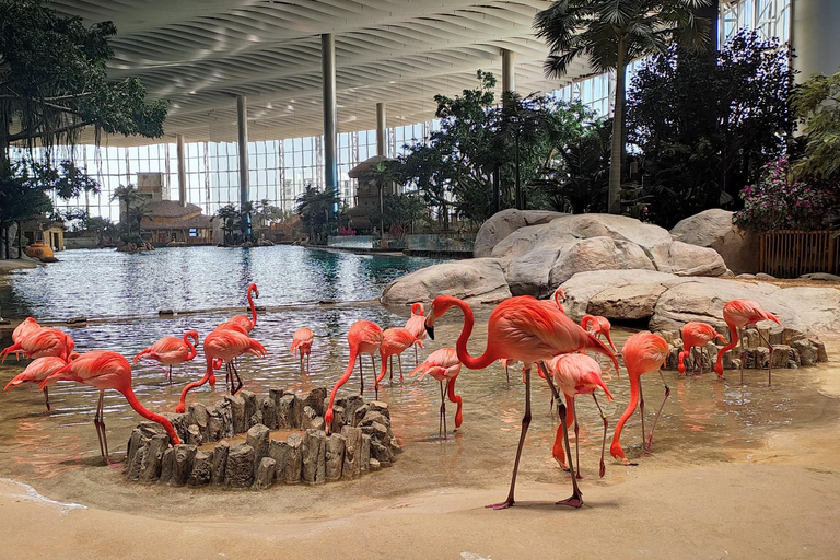 Dubai: Ferrari World Abu Dhabi With Entry Ticket & Transfer Dubai: SeaWorld Abu Dhabi With Entry Ticket & Transfer