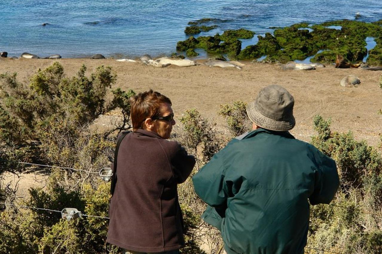 Peninsula Valdes Shore Tour for Cruise Passengers + City