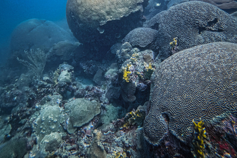 Parc national de Tayrona : Découverte de la plongée sous-marineVisite privée en espagnol