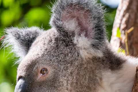 Brisbane Private Tours & Lone Koala Sanctuary - 2026 (Verified