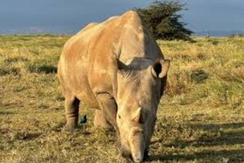 4 days Tsavo East, Amboseli and saltlick lodge safari