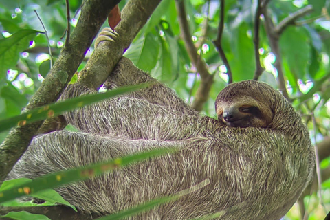 Från San José till Manuel Antonio nationalpark Guidad tur