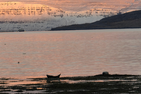Ísafjörður: Seal Colony, Avalanche Town & Fjord Views Tour