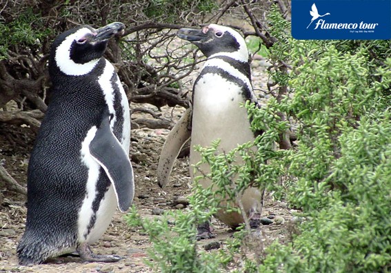 Visit Punta Tombo 6-Hour Shore Excursion from Puerto Madryn in Puerto Madryn