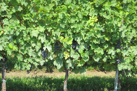 De Venise ou Padoue : Dégustation de vin à CollioDe Venise : Dégustation de vin à Collio