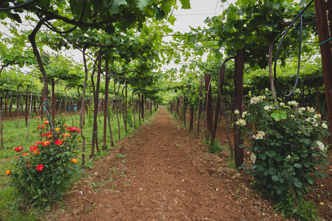 Podgorica Wine Road Private Tour