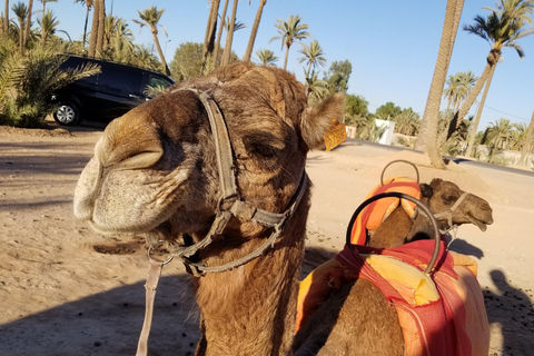 Kamelridning i Palmerie i MarrakechKamelridning i Marrakech