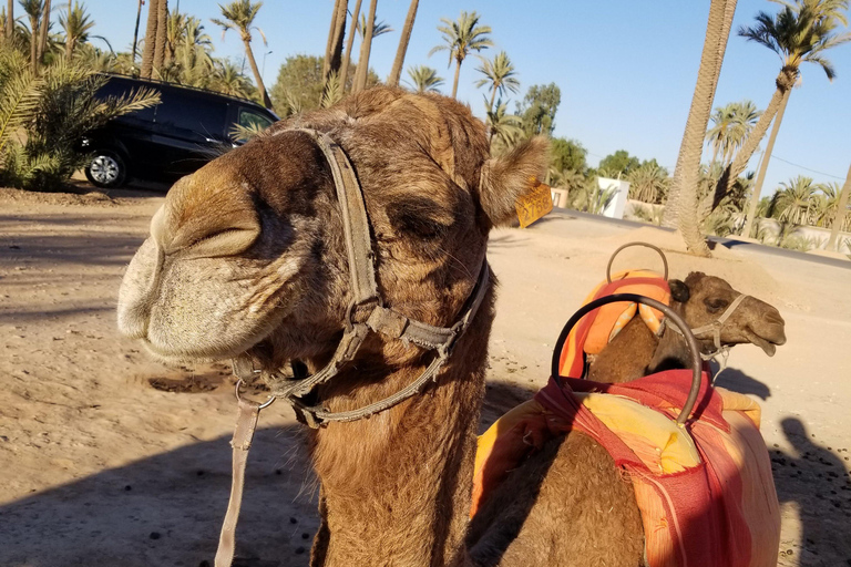 Kamelridning i Palmerie i MarrakechKamelridning i Marrakech