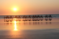 Cable Beach, 1-Hour Sunset Camel Ride - Housity