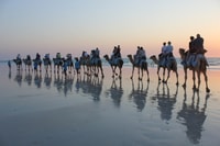 Cable Beach, 1-Hour Sunset Camel Ride - Housity