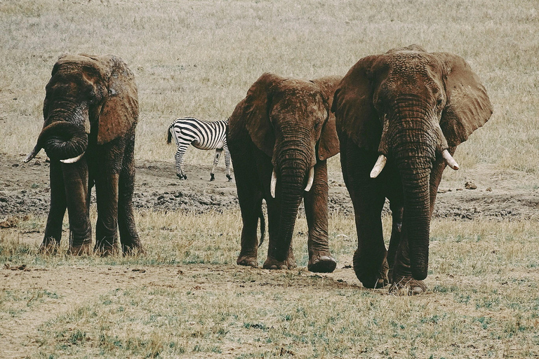 Safari de 3 días de Nairobi a Amboseli y de Tsavo Oriental a Mombasa