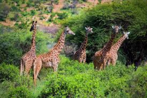 Ab Mombasa: 5-tägige Tsavo Ost, West und Amboseli Safari