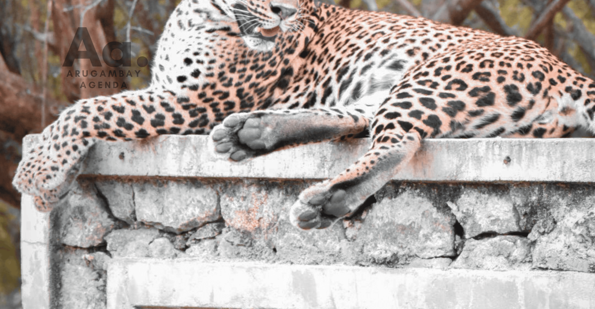Halve dag Wilde Safari in Kumana Nationaal Park - Hizvo