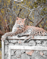 Safari salvaje de medio día en el Parque Nacional de Kumana - Hizvo