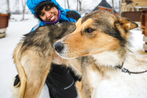 Tromsø: Husky Sledding Adventure with Soup & Transfers