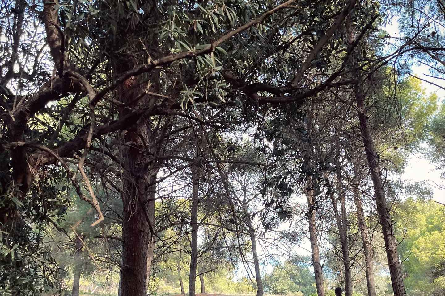 Horseback ride through the Montes Málaga Nature Park - 1 hour