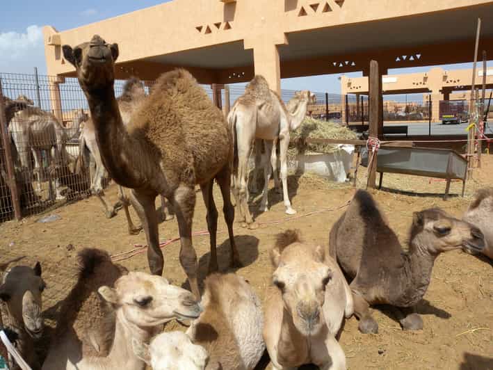 Ab Dubai Gartenstadt Al Ain mit ArtenschutzZoo GetYourGuide