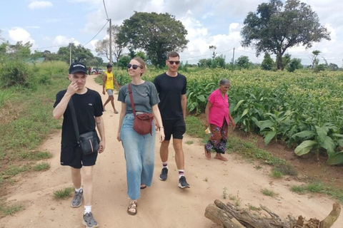 From Colombo: Dambulla, Sigiriya, and Jeep Safari Day Trip