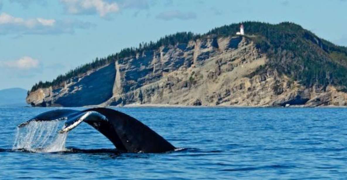 whale watching tour from quebec city