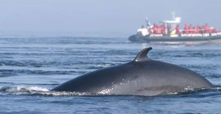 Whale Watching Tour from Quebec City | GetYourGuide