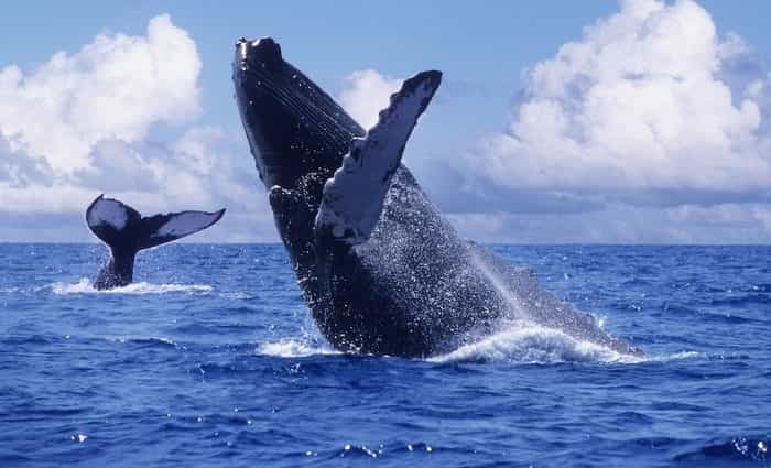 whale watching tour from quebec city