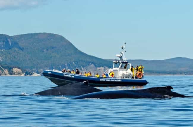 whale watching tour from quebec city