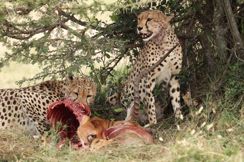 Viaggio di un giorno da Nairobi a Maasai Mara - AWNairobi: Escursione di un giorno nella Riserva Nazionale di Maasai Mara - Privato