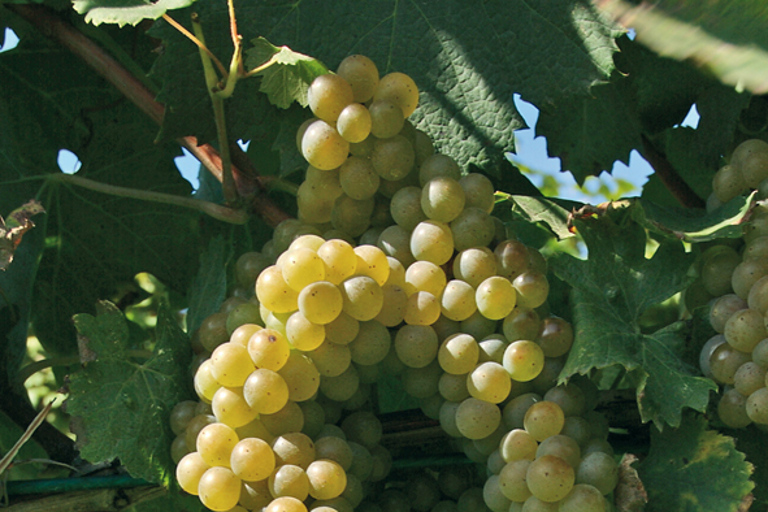 Private Irpinia Wine Tour from Naples & Amalfi Coast Private Irpinia Wine Tour from Naples