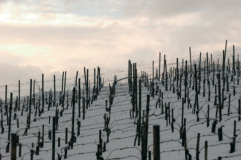 Private Weintour Irpinien ab Neapel & Amalfi-KüstePrivate Weintour Irpinien ab Neapel