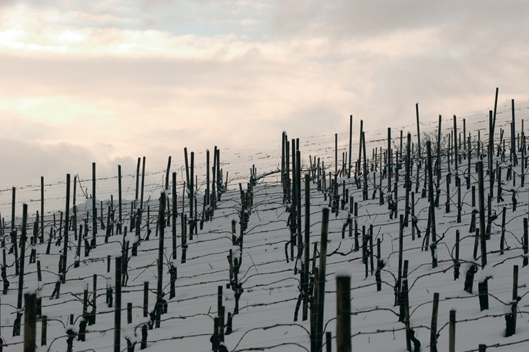 Tour privado del vino Irpinia desde Nápoles y la costa de AmalfiTour privado del vino Irpinia desde Nápoles