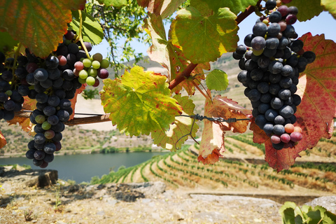 Ab Porto: 2 Weinregionen, privates Boot und Mittagessen mit dem Chefkoch