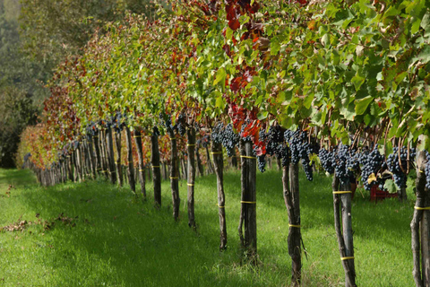 From Naples: Irpinia Wine Tour with 6 Tastings