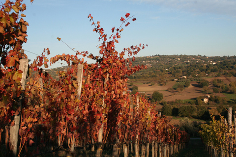 From Naples: Irpinia Wine Tour with 6 Tastings