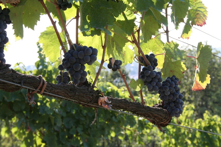 Private Irpinia Wine Tour from Naples & Amalfi Coast Private Irpinia Wine Tour from Naples