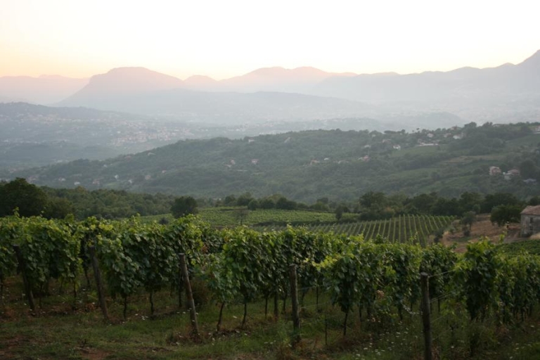 Tour privado del vino Irpinia desde Nápoles y la costa de AmalfiTour privado del vino Irpinia desde Nápoles