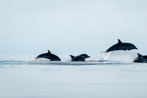 São Miguel: Whale Watching & Vila Franca Islet Snorkelling