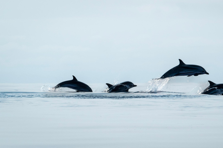 São Miguel: Whale Watching & Vila Franca Islet Snorkelling
