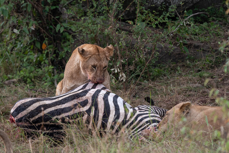 Viaggio di un giorno da Nairobi a Maasai Mara - AWNairobi: Escursione di un giorno nella Riserva Nazionale di Maasai Mara - Privato