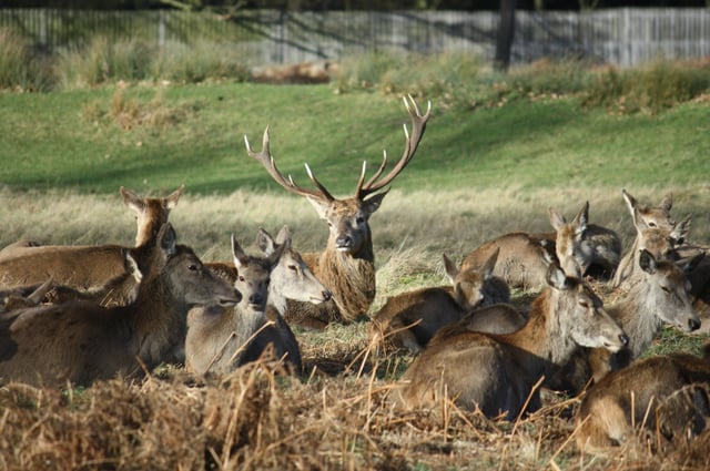 London: Royal Deer Park Bike Tour