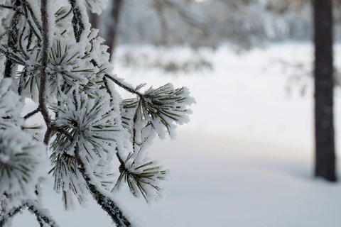 Nuuksio National Park Snowshoe Hike with Lunch & Pickup