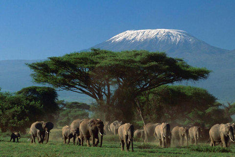 Nairobi: 3-Day honeymoon safari to Amboseli National Park Nairobi: 3-Day honeymoon safari to Amboseli National Park