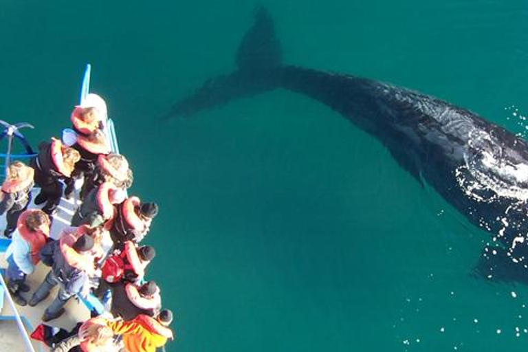 From Puerto Madryn: Full-Day Valdes Peninsula Tour