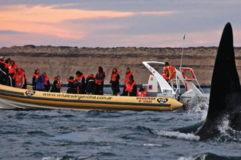 From Puerto Madryn: Full-Day Valdes Peninsula Tour