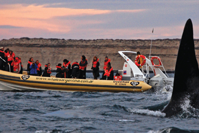 From Puerto Madryn: Full-Day Valdes Peninsula Tour