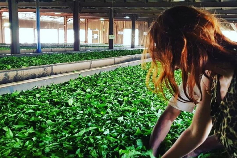 Kandy: City Tour with Temple of the Tooth & Lake Views