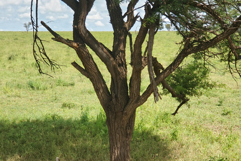 From Arusha: Tarangire National Park Safari Day trip