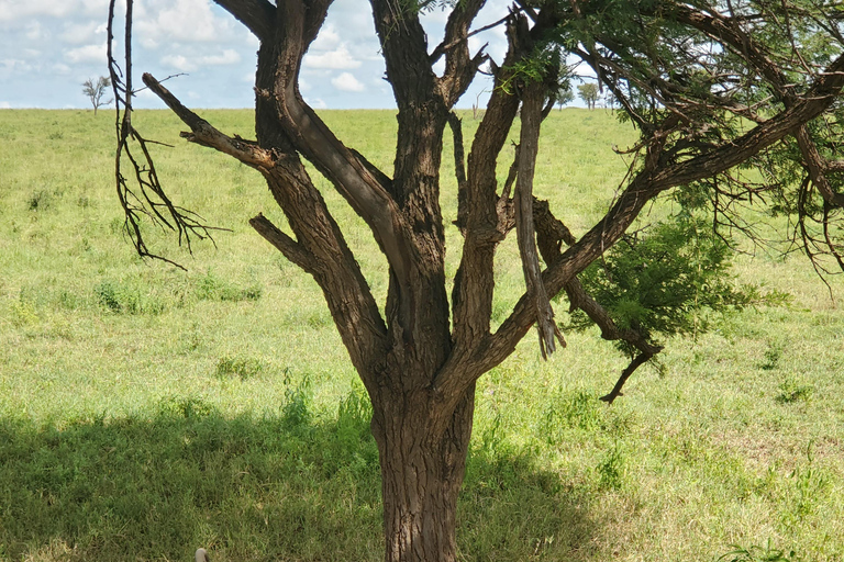 From Arusha: Tarangire National Park Safari Day trip