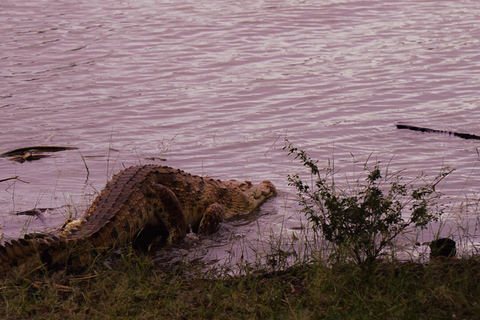 Depuis Zanzibar : Safari de nuit dans le Selous G.R. avec volssafari partagé