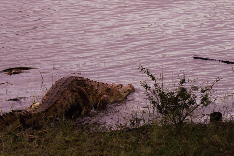 Depuis Zanzibar : Safari de nuit dans le Selous G.R. avec volssafari partagé