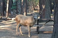 Yosemite, Excursión de un día completo con almuerzo y recogida en el hotel - Hizvo